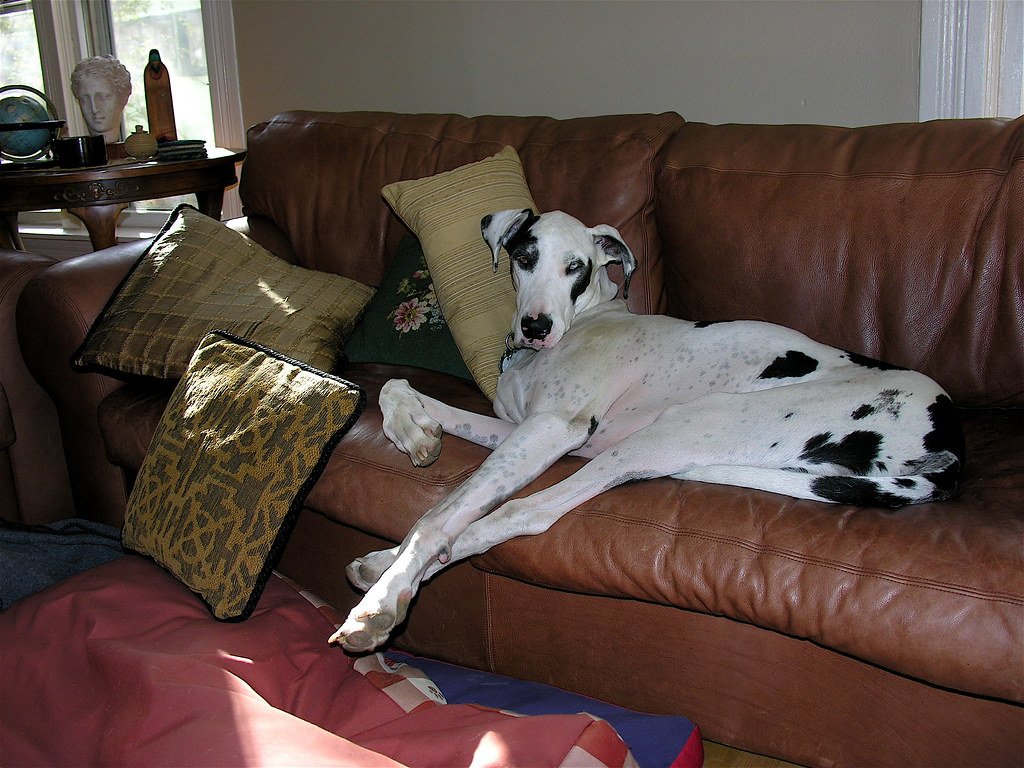 Great Dane: The Gentle Giant Who Loves Tranquility (image credits: flickr)
