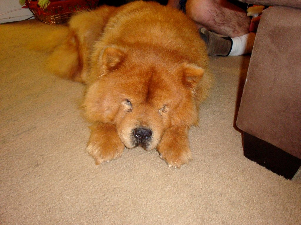 Chow Chow: The Independent Homebody (image credits: flickr)