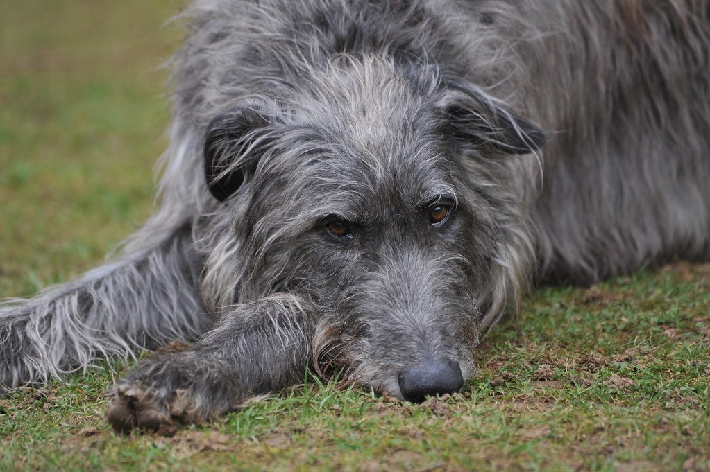 Scottish Deerhound: The Quiet Aristocrat (image credits: flickr)