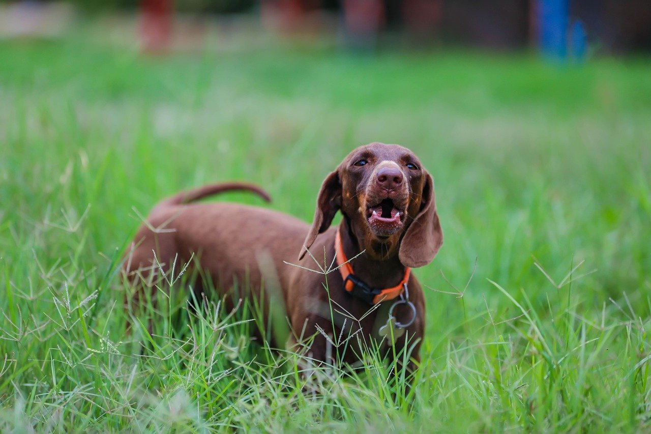 Dachshund: The Mischievous Clown (image credits: pixabay)