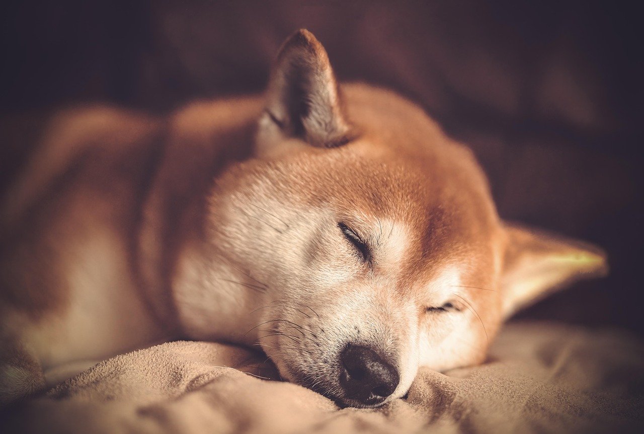 The Traditionalist: The Shiba Inu (image credits: pixabay)