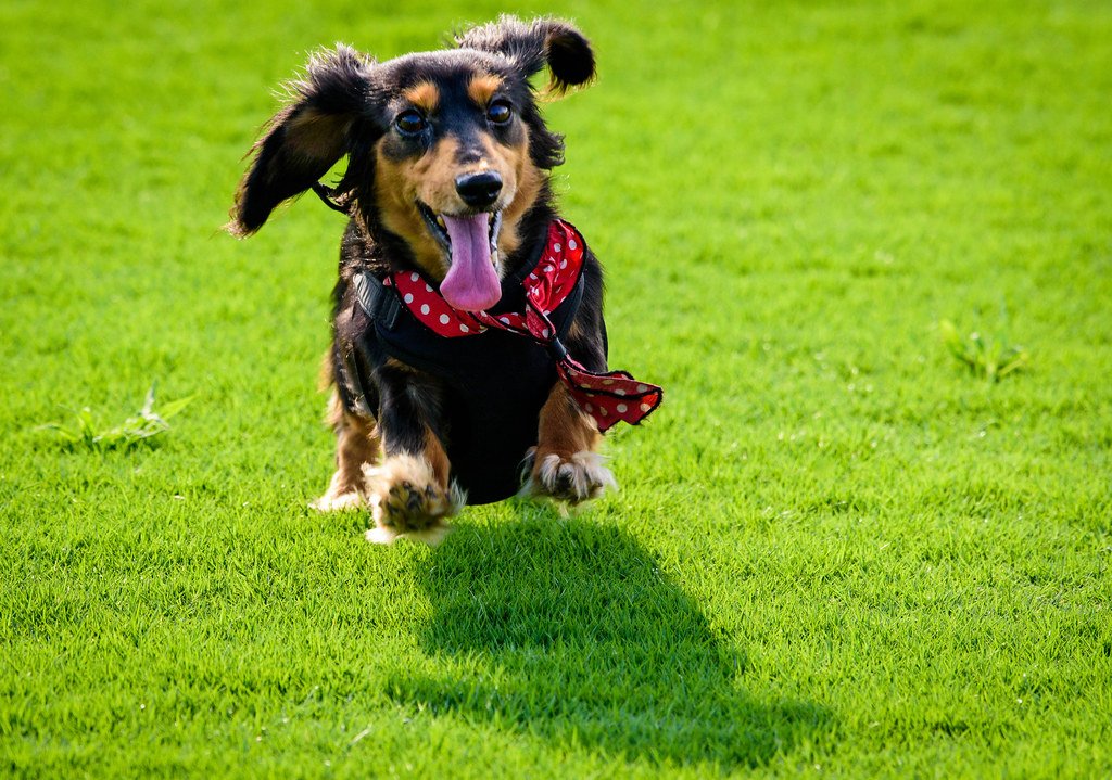 The Joyful Zoomies That Brighten Your Day (image credits: flickr)