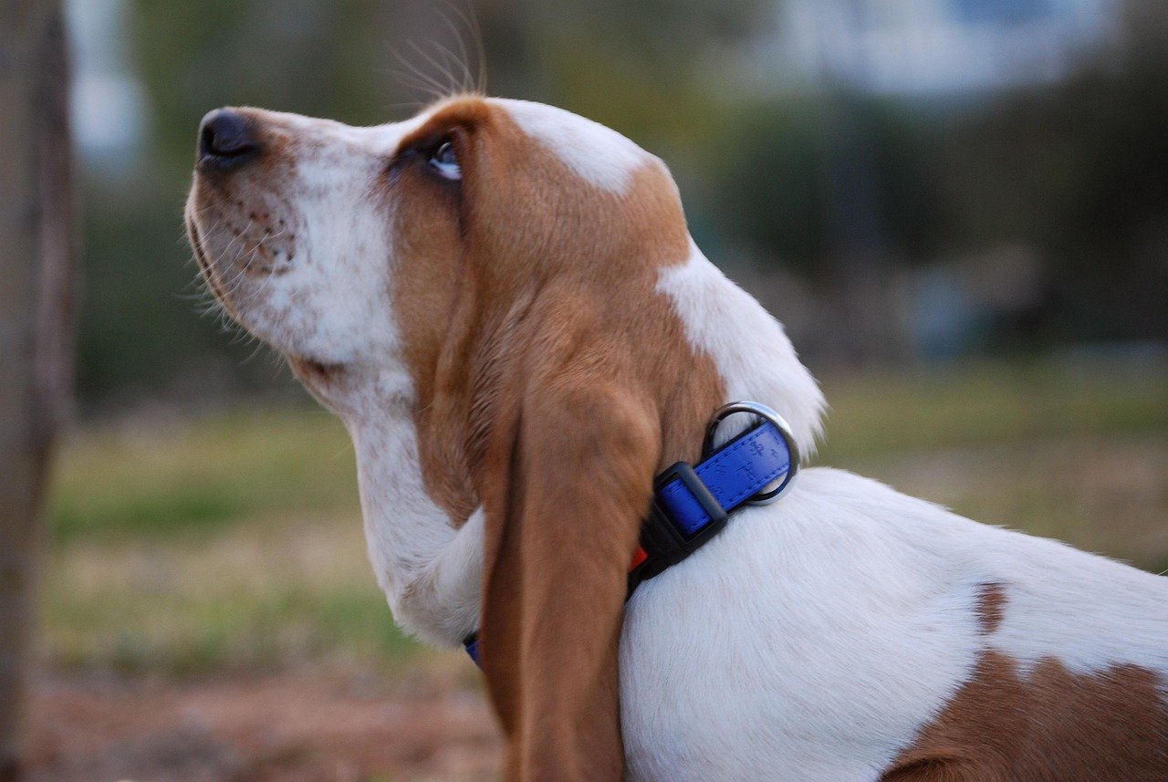 Basset Hound: The Laid-Back Listener (image credits: pixabay)