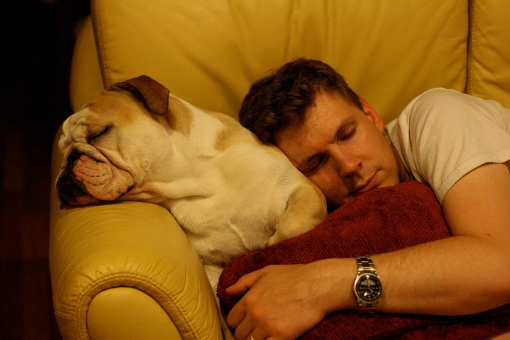 Bulldog: The Comedic Nap Champion (image credits: flickr)