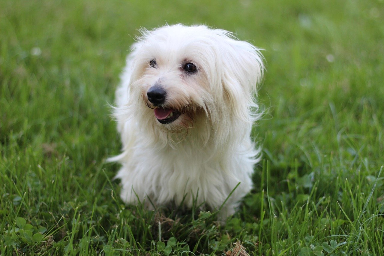 Coton de Tulear: The Velcro Companion (image credits: pixabay)