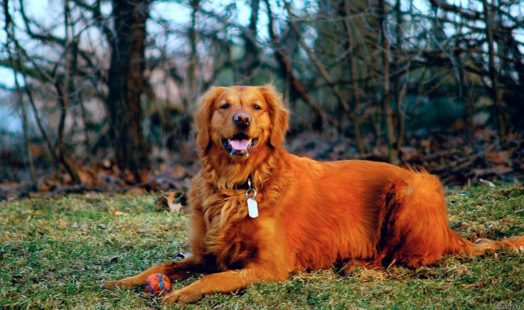 Golden Retriever: Sunshine in Fur Form (image credits: flickr)