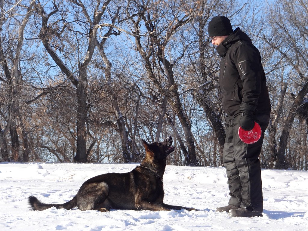 German Shepherd: Fiercely Devoted Protector