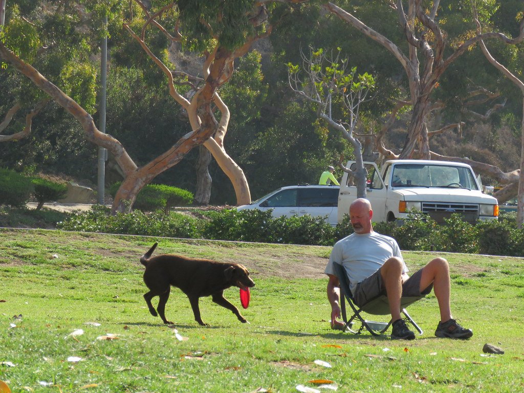 Labrador Retriever: The Comforting Classic (image credits: flickr)