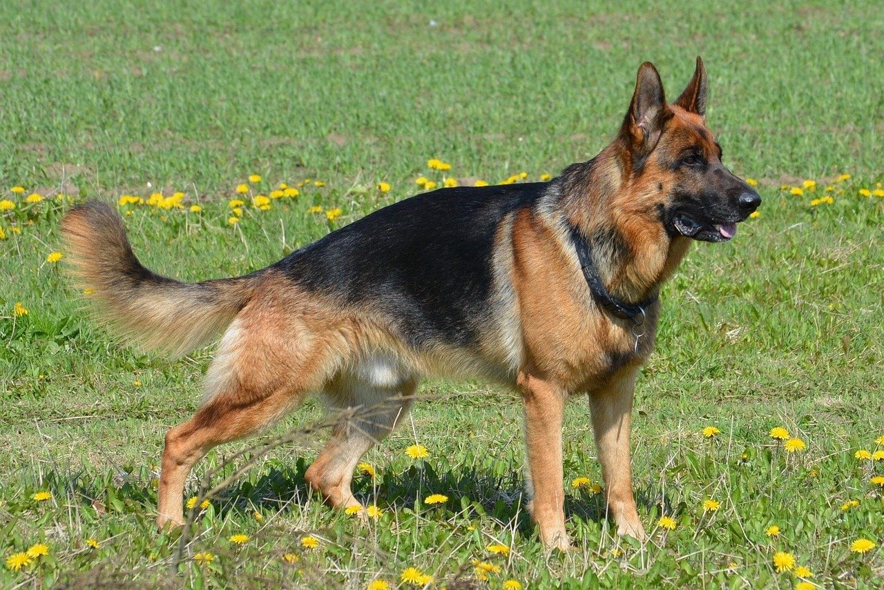 German Shepherd: The Loyal Guardian (image credits: pixabay)