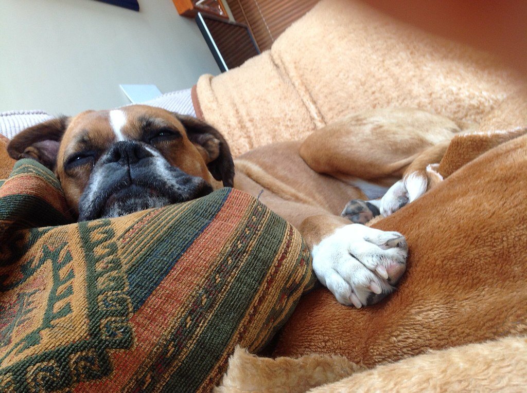 Boxer: The Joyful Jester (image credits: flickr)