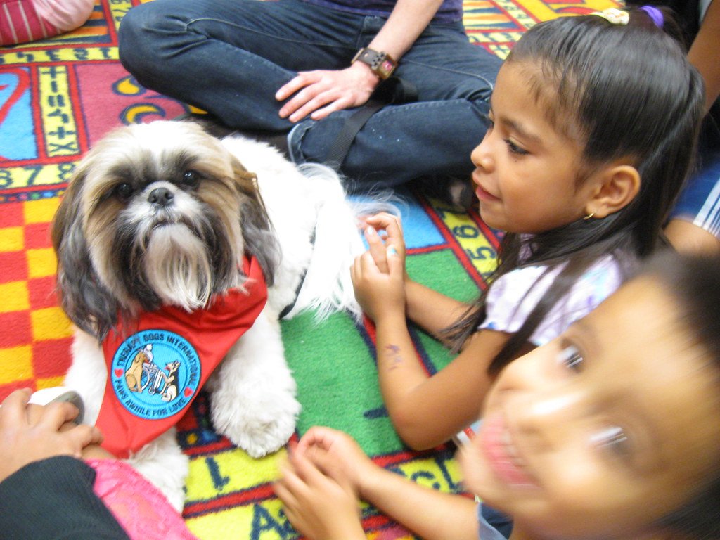 Shih Tzu: The Tiny Therapist (image credits: flickr)