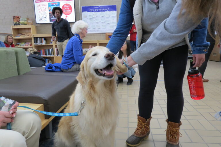 10 Dogs That Adapt to Your Mood Better Than Most Humans Can