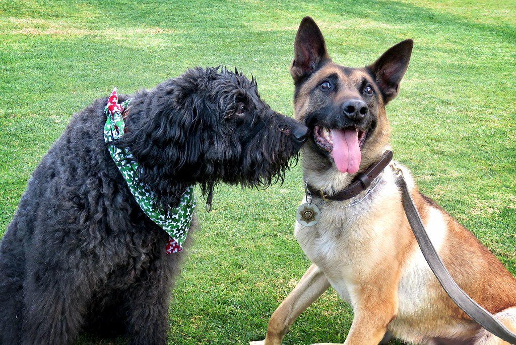 Sniffing Everything—And Everyone (image credits: flickr)