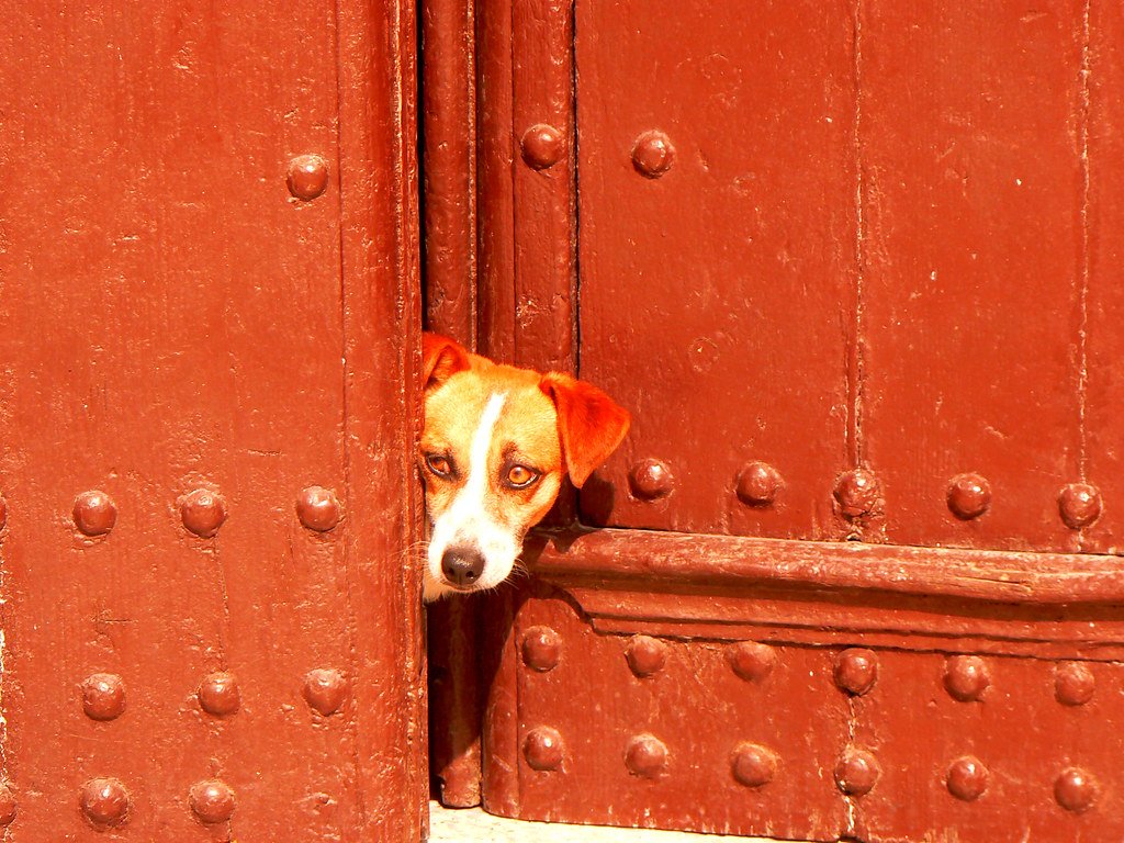 Protection in a Pint-Sized Package (image credits: flickr)