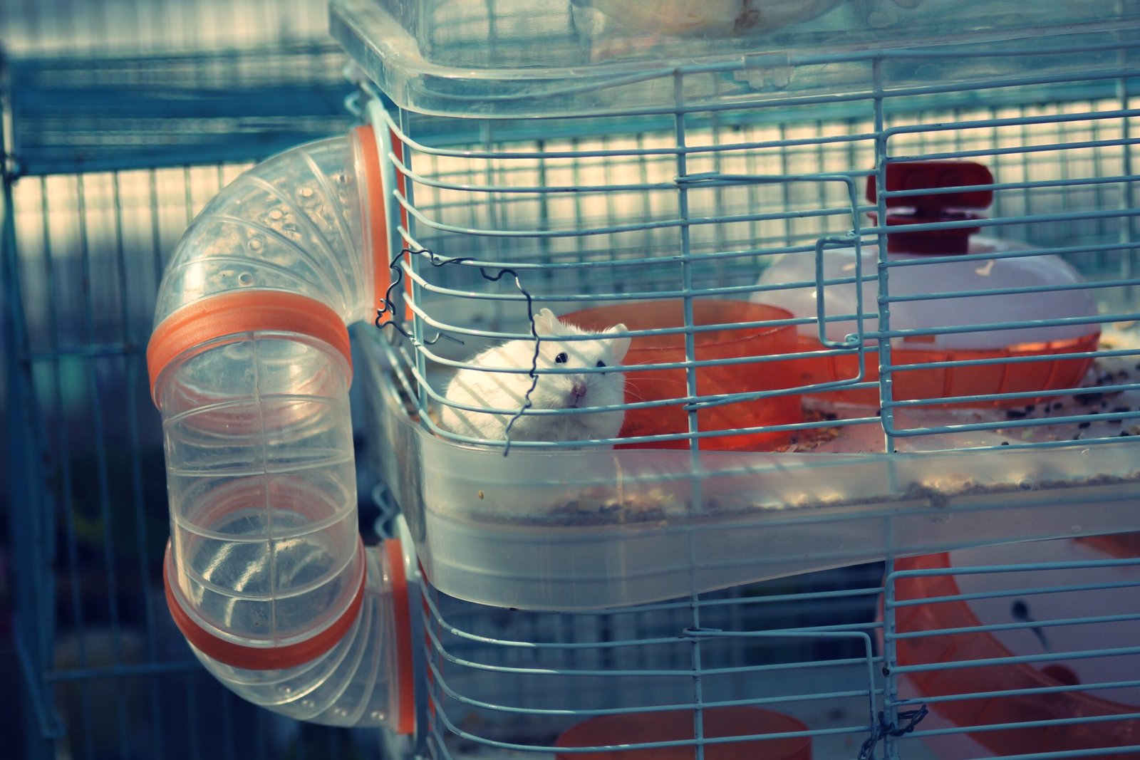 Hamsters Need Much More Space Than You Think (image credits: wikimedia)
