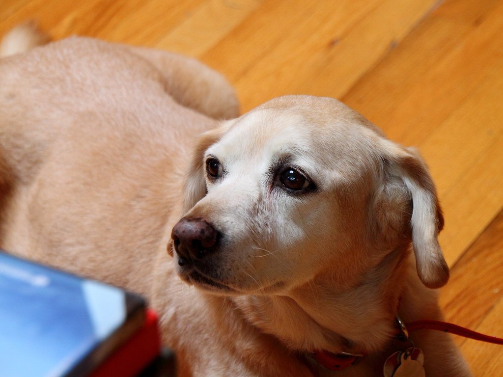 Your Dog Notices When You’re Under the Weather (image credits: flickr)