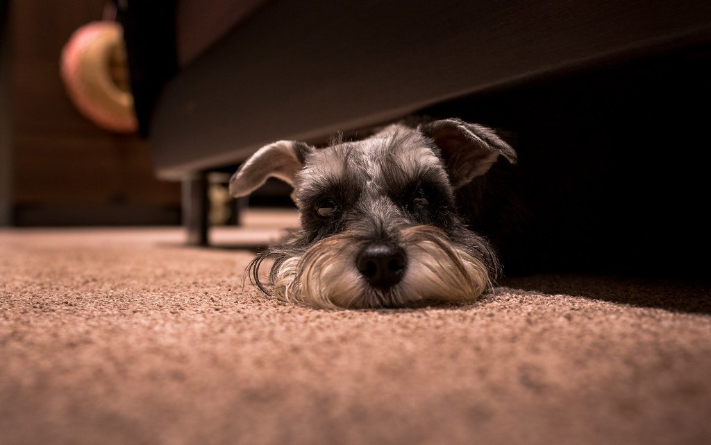 They React to Tension in Your Voice (image credits: flickr)