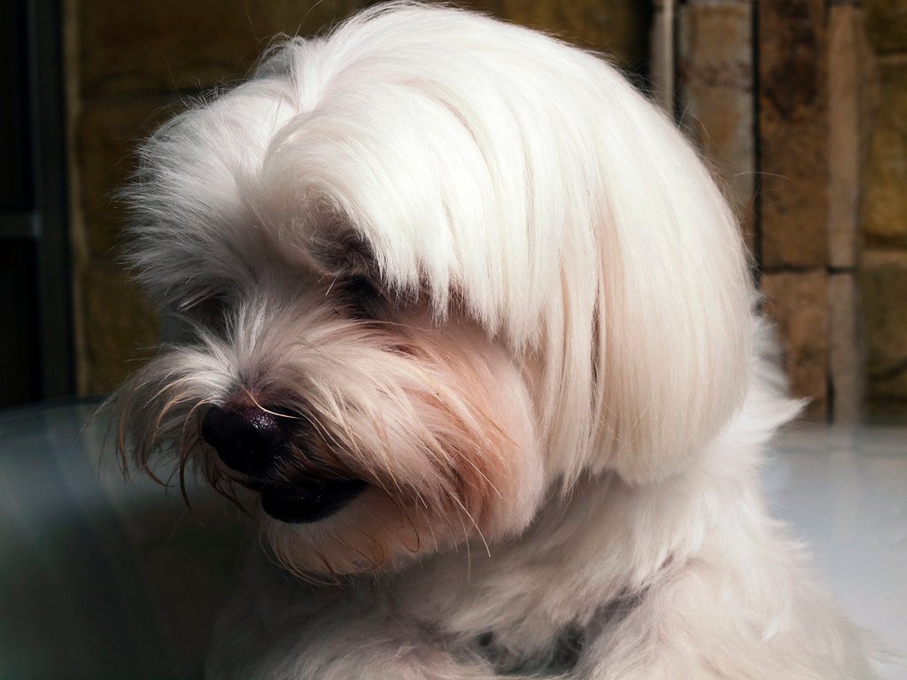Body Language: What Shy Dogs Are Trying to Say (image credits: flickr)
