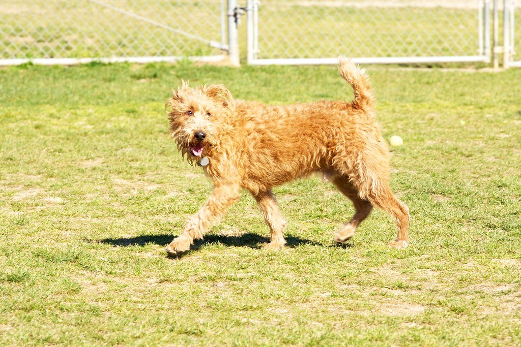 Building Confidence: Off-Leash Trials (image credits: flickr)