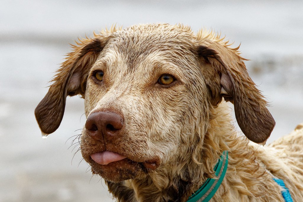 Distinctive Appearance: A Nod to Nature (image credits: flickr)