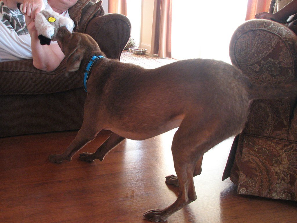 Family Dog with a Protective Heart (image credits: flickr)