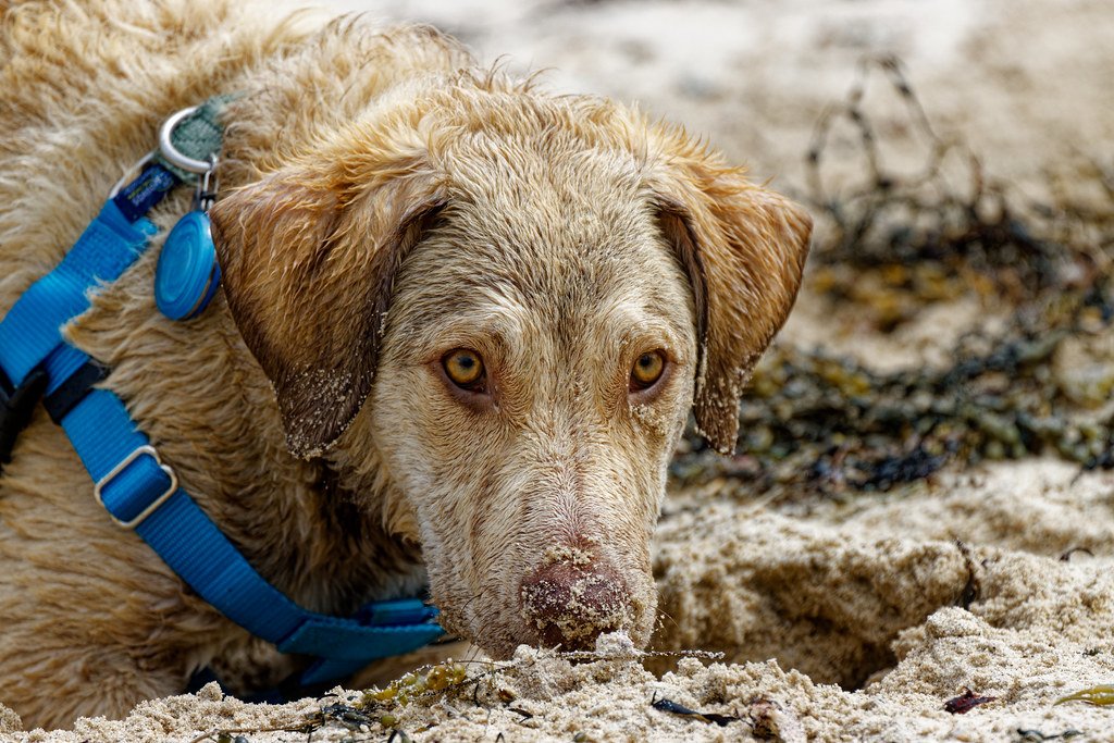 Cultural Symbol and Local Legend (image credits: flickr)