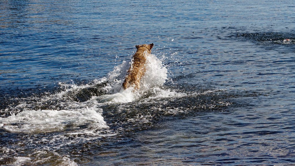 Modern Ambassadors of Maryland Pride (image credits: flickr)