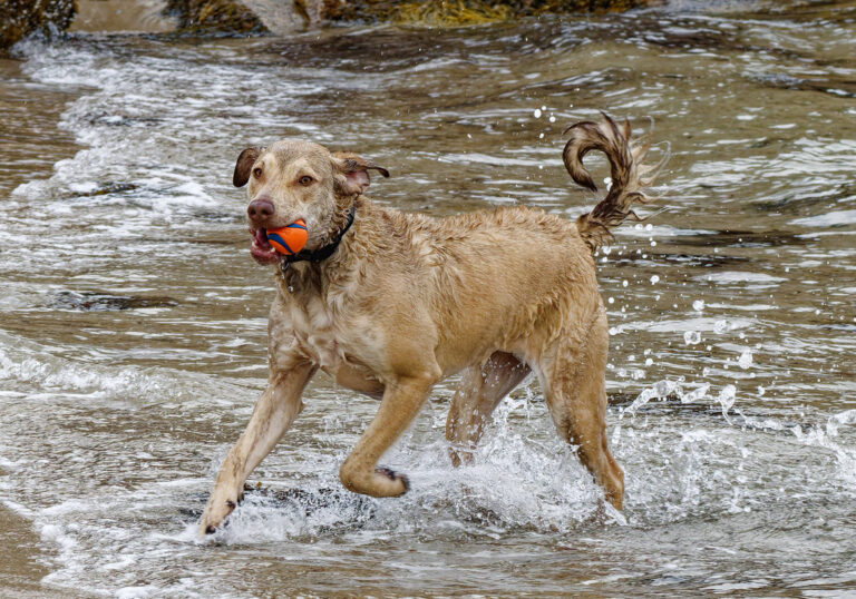 Why the Chesapeake Bay Retriever Reflects the Spirit and Culture of Maryland