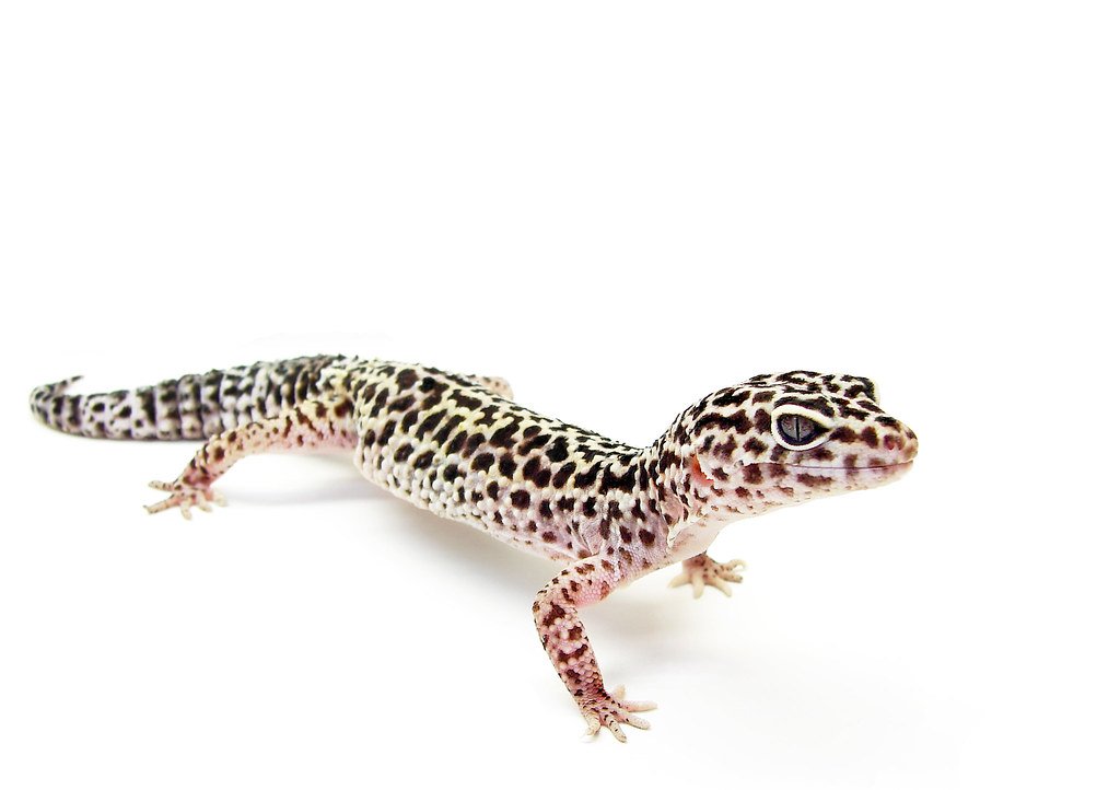 Leopard Gecko: The Gentle Clown of the Reptile World (image credits: flickr)