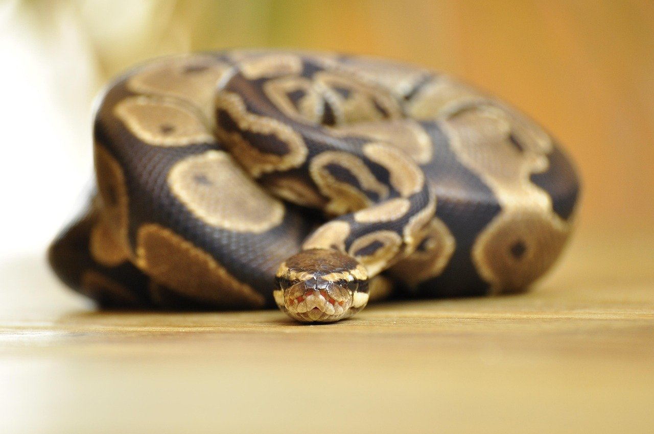 Ball Python: The Shy Cuddle Monster (image credits: pixabay)