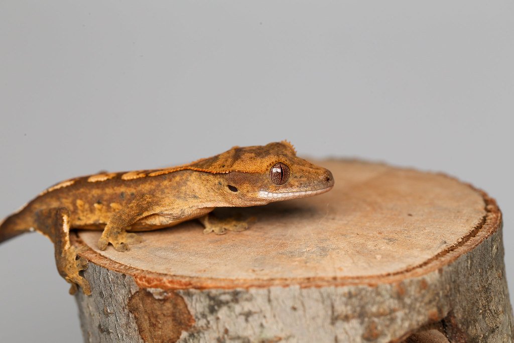 Crested Gecko: The No-Fuss Tree Dweller (image credits: flickr)