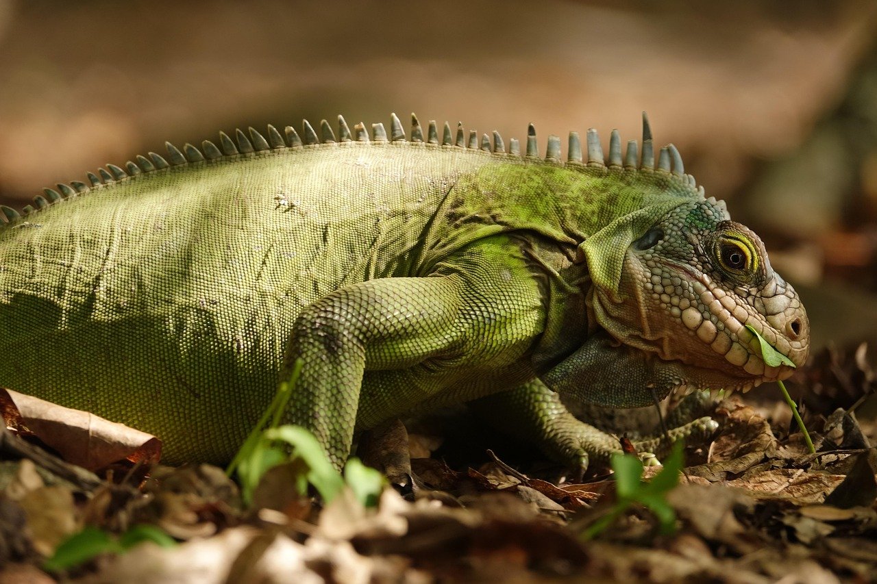 Green Iguana: The Green Giant Best Left Alone (image credits: pixabay)