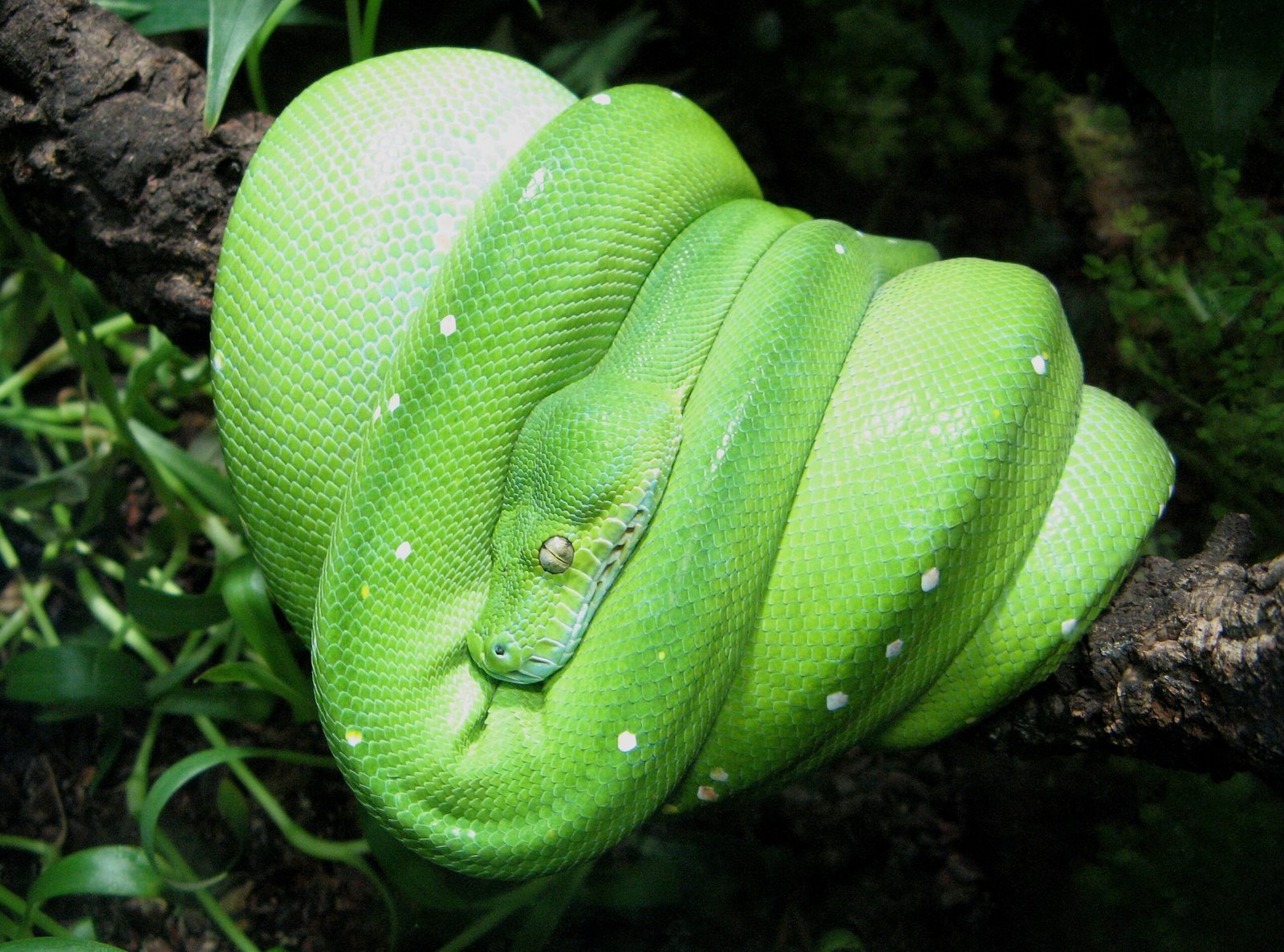 Green Tree Python: The Temperamental Jewel (image credits: wikimedia)