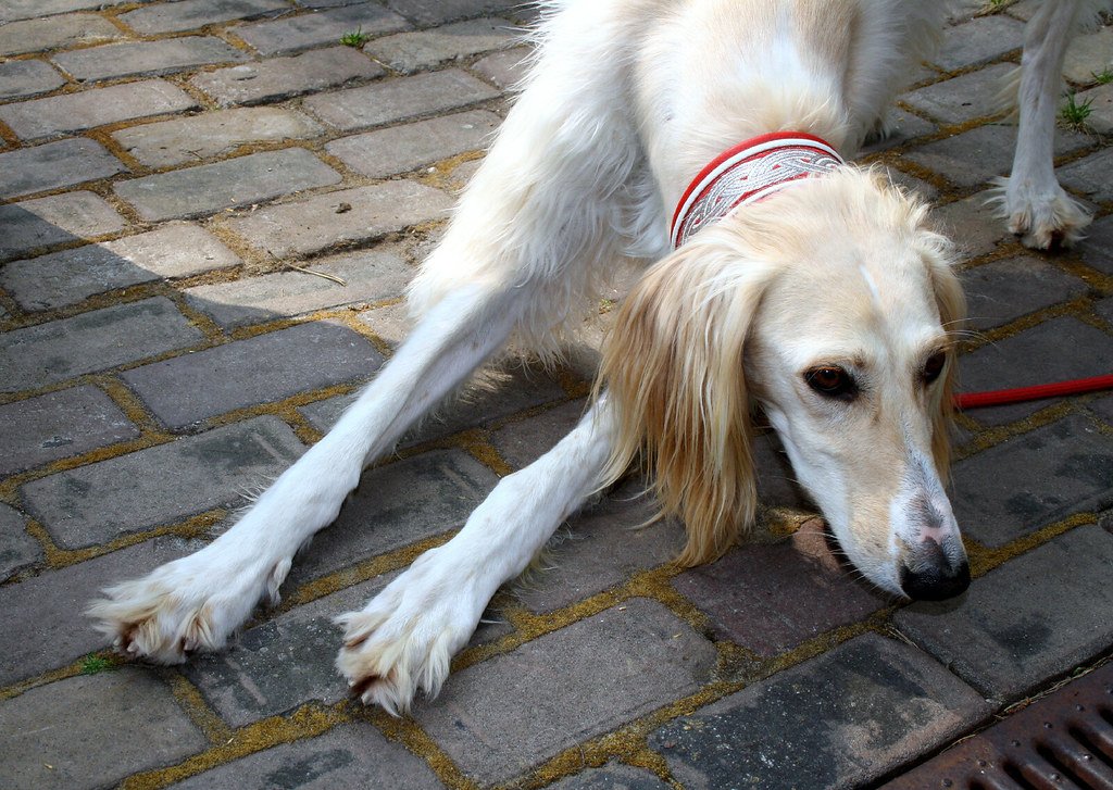 Stubbornness Versus Willingness: The Training Tug-of-War (image credits: flickr)