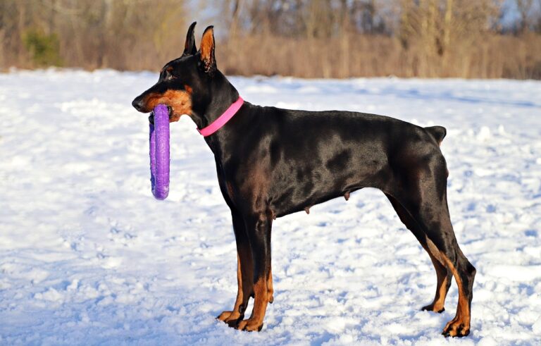 How Breed Personality Affects Training Success