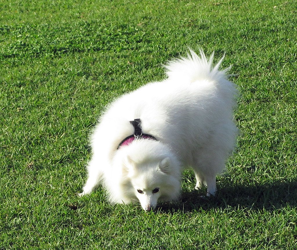 Spinning Before Lying Down (image credits: flickr)