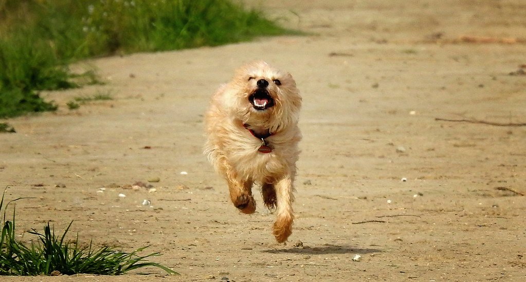 Zoomies: The Sudden Burst of Crazy Energy (image credits: flickr)