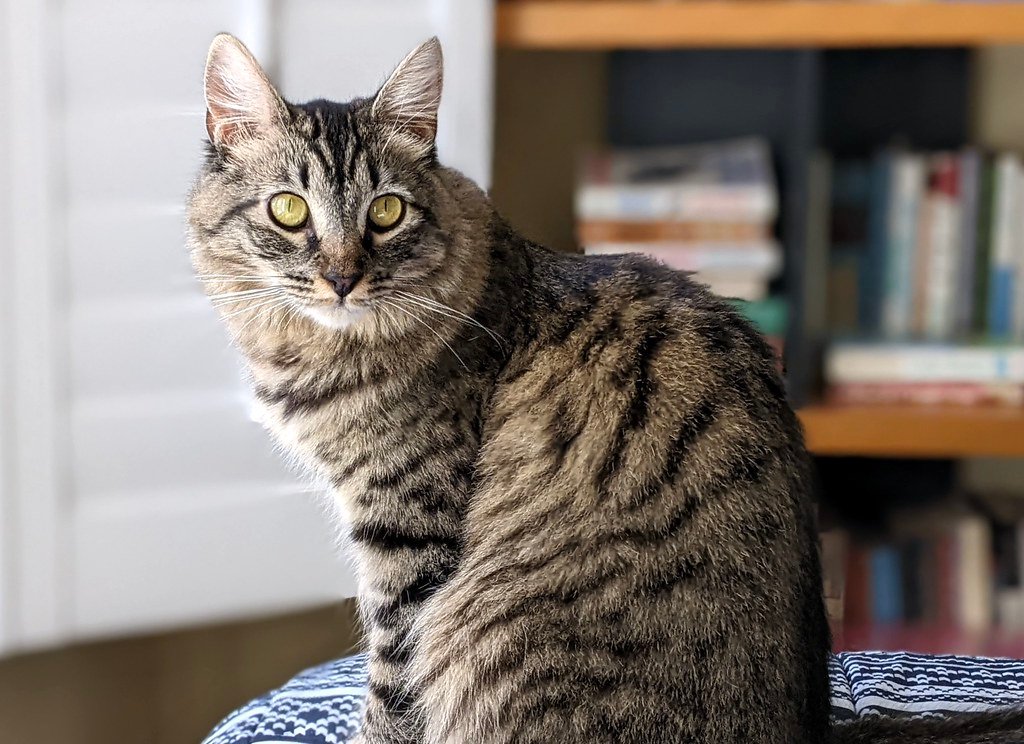 Eye Contact: A Feline Sign of Trust (image credits: flickr)