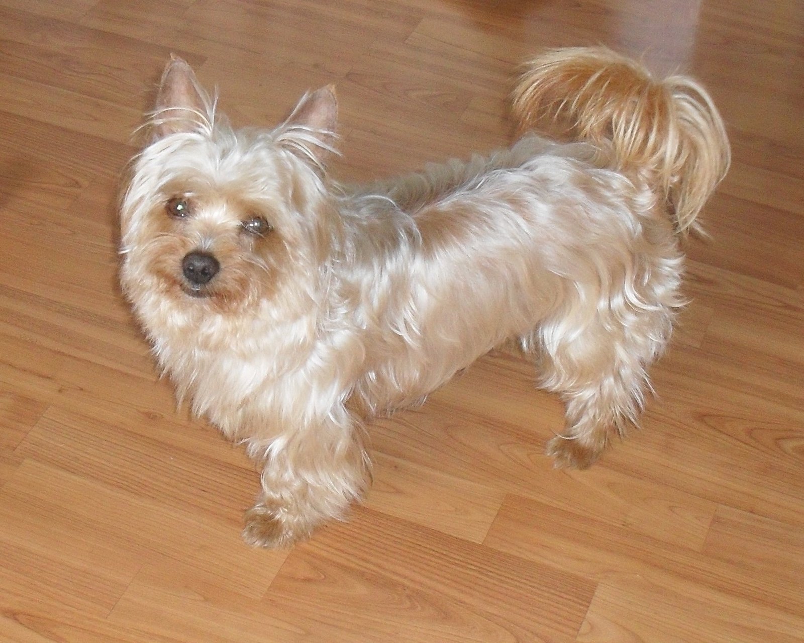 Yorkshire Terrier (image credits: wikimedia)