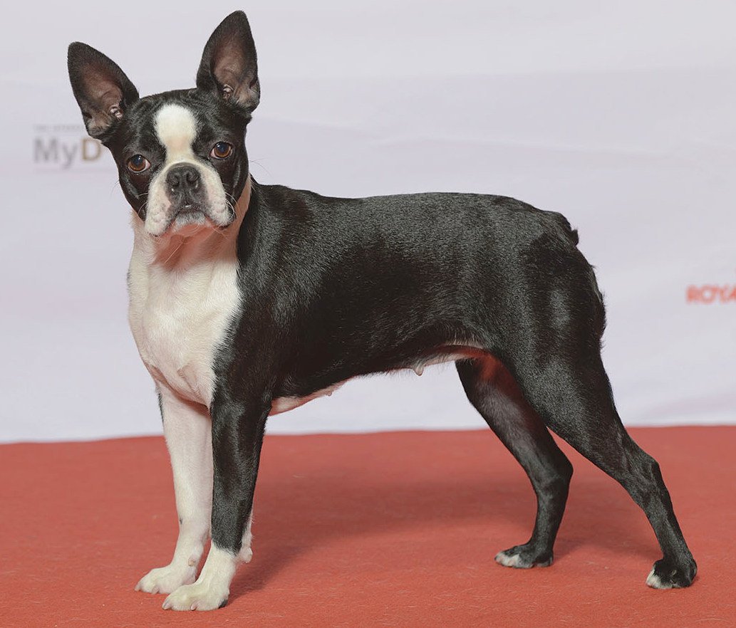 Boston Terrier (image credits: wikimedia)