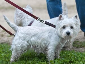 13 Aggressive Small Dog Breeds That Respond Well To Training