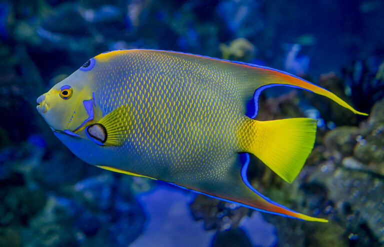 6 Fish To Avoid Keeping in Your Marine Aquarium (And 6 That Are Perfect and Easy To Maintain)