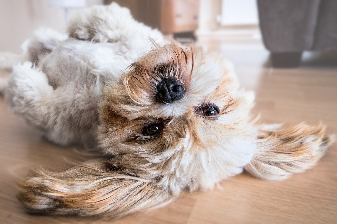 Shih Tzu: The Royal Lap Warmer (image credits: pixabay)