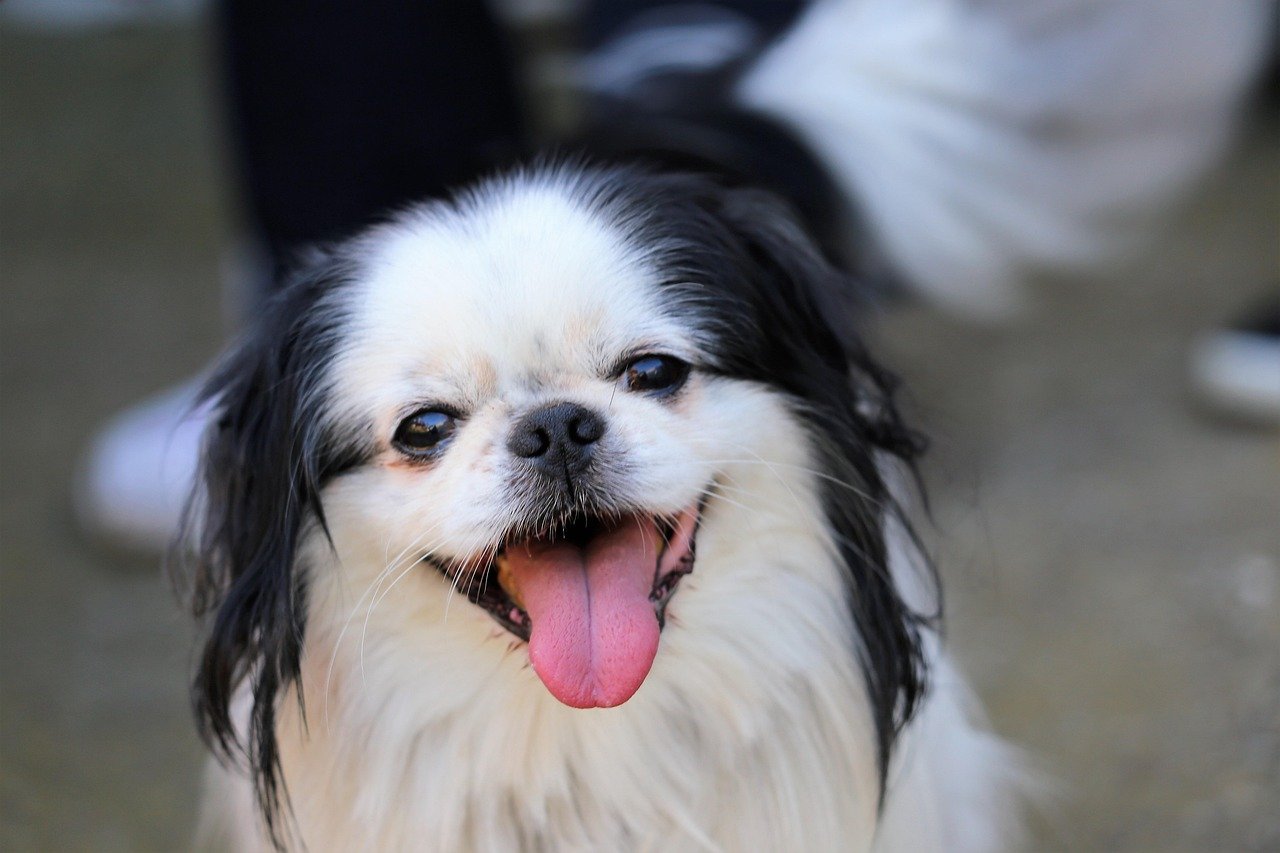 Japanese Chin: The Serene Lapdog (image credits: pixabay)