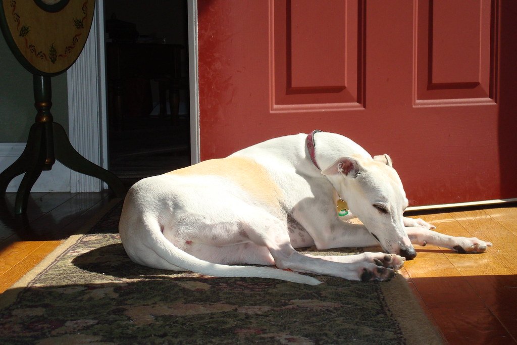 15 Non-Reactive Dog Breeds Perfect For a Quiet Laid Back Household