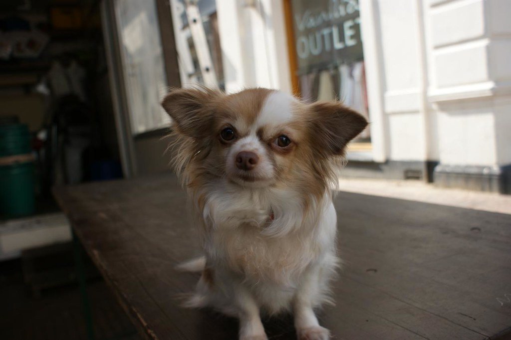Chihuahua: Tiny Body, Towering Temper (image credits: flickr)
