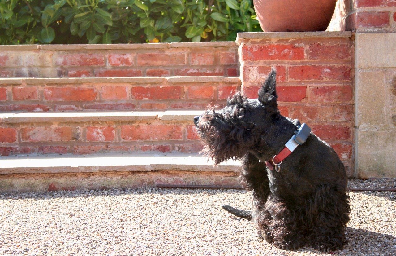 Scottish Terrier: Little Dog, Big Bite (image credits: pixabay)
