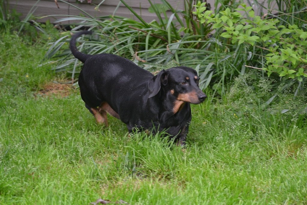 10 Small Dog Breeds With Surprisingly Big Aggression Problems