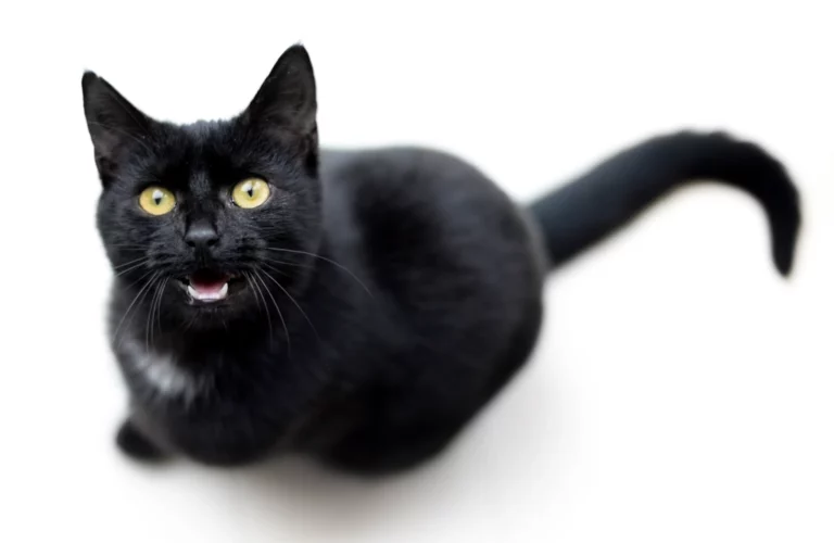 Why Do Cats Meow And Purr?