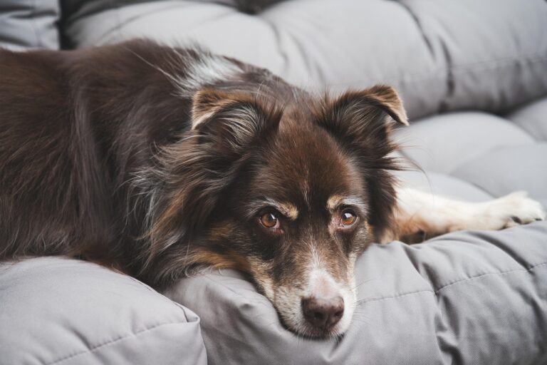 Why Dogs Can Become More Selective As They Age